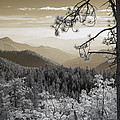 Sequoia View by Mike Irwin