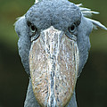 Shoebill Balaeniceps Rex Portrait Photograph by Konrad Wothe Shoebill Balaeniceps Rex Portrait Photograph by Konrad Wothe