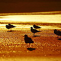 Silver Gulls on golden beach by Andrew McInnes Silver Gulls on golden beach by Andrew McInnes