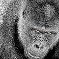 Silverback Staredown Photograph by Jason Politte Silverback Staredown Photograph by Jason Politte