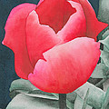 Single Tulip Painting by Ken Powers Single Tulip Painting by Ken Powers