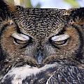 Sleepy owl Photograph by John T Humphrey Sleepy owl Photograph by John T Humphrey