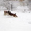 Snow Day Play by Debbie Portwood Snow Day Play by Debbie Portwood