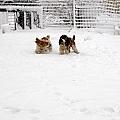 Snow Day Play II by Debbie Portwood Snow Day Play II by Debbie Portwood