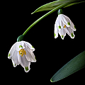 Snow Drops Photograph by Endre Balogh Snow Drops Photograph by Endre Balogh