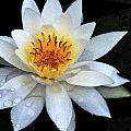 Solo Water Lily by Peter DeFina