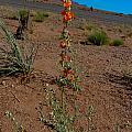 Southwest Wildflower Photograph by Julie Niemela Southwest Wildflower Photograph by Julie Niemela