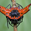 Spiked Spider Solomon Islands by Piotr Naskrecki Spiked Spider Solomon Islands by Piotr Naskrecki