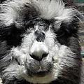 Spikey Photograph by Kim Galluzzo Wozniak Spikey Photograph by Kim Galluzzo Wozniak
