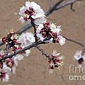 Spring Promises Photograph by Dorrene BrownButterfield Spring Promises Photograph by Dorrene BrownButterfield