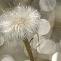 Spring Reflection Photograph by Ann Bridges Spring Reflection Photograph by Ann Bridges