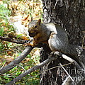 Squirrling Away Photograph by Laurel Best Squirrling Away Photograph by Laurel Best