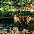 Stag Photograph by Yhun Suarez Stag Photograph by Yhun Suarez