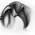 Standard Schnauzer Head by Katerina A Cechova Standard Schnauzer Head by Katerina A Cechova