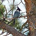 Stellar's Jay Photograph by Dorrene BrownButterfield Stellar's Jay Photograph by Dorrene BrownButterfield