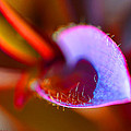 Stepping Out by Christine Stonebridge Stepping Out by Christine Stonebridge