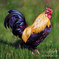 Stewart The Bantam Rooster by Michelle Wrighton