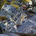 Straight Tailed Chipmunk on a Rock Photograph by Ben Upham III Straight Tailed Chipmunk on a Rock Photograph by Ben Upham III