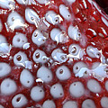 strawberries and milk II by Bill Owen strawberries and milk II by Bill Owen