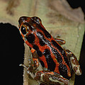 Strawberry Poison Dart Frog Dendrobates by Mark Moffett Strawberry Poison Dart Frog Dendrobates by Mark Moffett