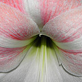 Streaks Of Pink Photograph by Kim Galluzzo Wozniak Streaks Of Pink Photograph by Kim Galluzzo Wozniak