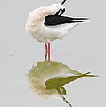 Stretch by Andrew McInnes Stretch by Andrew McInnes