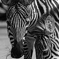 Stripes - Zebra Photograph by DArcy Evans Stripes - Zebra Photograph by DArcy Evans