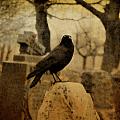 Study Of The Surly Raven by Gothicrow Images Study Of The Surly Raven by Gothicrow Images