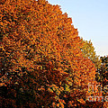 Sugar Maple by Susan Herber Sugar Maple by Susan Herber