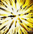 Sun Fire Explosion by Jerry Bunger