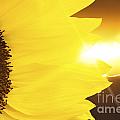 Sunflower and sunset Photograph by Simon Bratt Sunflower and sunset Photograph by Simon Bratt
