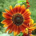 Sunflower by Lisa Rose Musselwhite Sunflower by Lisa Rose Musselwhite