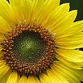 Sunflower With Insect Photograph by Daniel Reed Sunflower With Insect Photograph by Daniel Reed