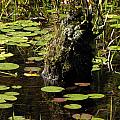 Surrounded By Lily Pads Photograph by Kim Galluzzo Wozniak Surrounded By Lily Pads Photograph by Kim Galluzzo Wozniak