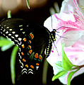 Swallowtail by David Weeks Swallowtail by David Weeks