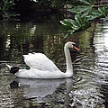 Swan beauty Photograph by Kim Galluzzo Wozniak Swan beauty Photograph by Kim Galluzzo Wozniak