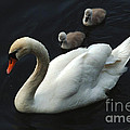 Swan Family 1 by Bob Christopher Swan Family 1 by Bob Christopher