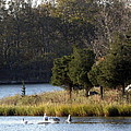 Swan Scenery Photograph by Kim Galluzzo Wozniak Swan Scenery Photograph by Kim Galluzzo Wozniak