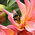 Sweet Nectar Photograph by Rory Siegel Sweet Nectar Photograph by Rory Siegel