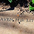 Thank Heaven for Little Girls by Debbi Granruth Thank Heaven for Little Girls by Debbi Granruth