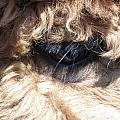 The Eye of an Alpaca Photograph by Kim Galluzzo Wozniak The Eye of an Alpaca Photograph by Kim Galluzzo Wozniak