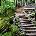 The Forest Trail by Margaret Pitcher