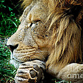 The Lions Sleeps by Michelle Wrighton