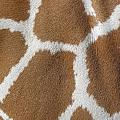 The Patterns Of A Giraffe Photograph by Kim Galluzzo Wozniak The Patterns Of A Giraffe Photograph by Kim Galluzzo Wozniak