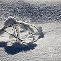 The Weight of Winter by Mike Dawson The Weight of Winter by Mike Dawson
