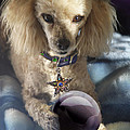 The Wizard Of Dogs by Diana Haronis The Wizard Of Dogs by Diana Haronis