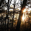 Thru The Trees Photograph by Kim Galluzzo Wozniak Thru The Trees Photograph by Kim Galluzzo Wozniak