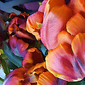 Parrot Tulip 01 Photograph by Ann Bridges Parrot Tulip 01 Photograph by Ann Bridges
