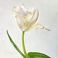 Tulip Photograph by Nailia Schwarz Tulip Photograph by Nailia Schwarz
