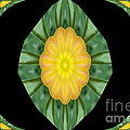 Tulips 2 by Mark Gilman Tulips 2 by Mark Gilman